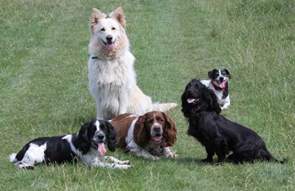 Stan Rawlinson Dogs in Bushy Park