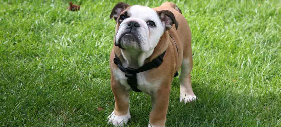 Bulldog