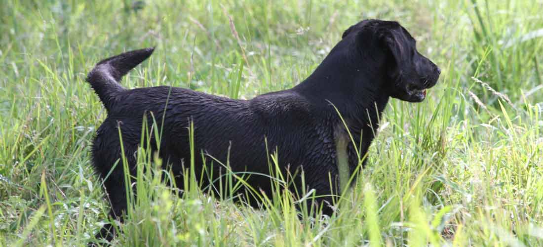 Labrador