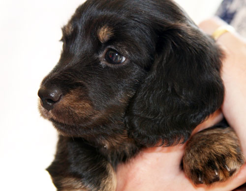 Stan Rawlinson with Six week old puppy