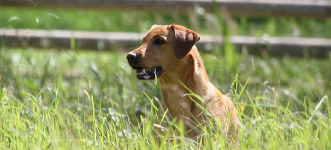 Yellow Labrador